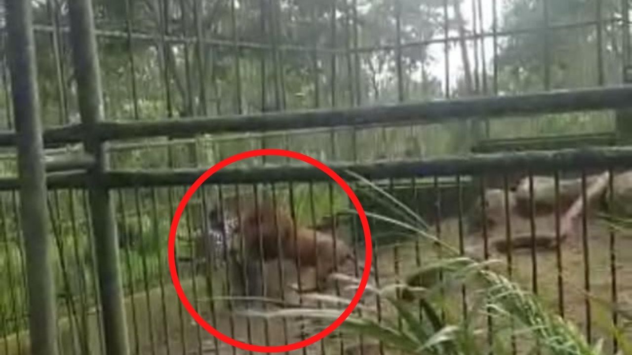 Por está razón, león Simba no vio como presa al hondureño que atacó, según microbióloga