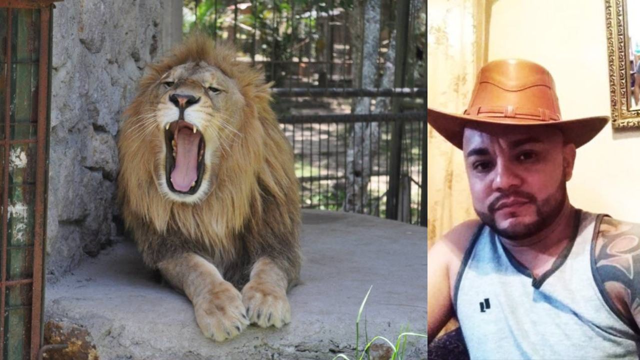'Simba es tranquilo, la culpa es de la persona', dice cuidador de león que mordió a hondureño en El Picacho