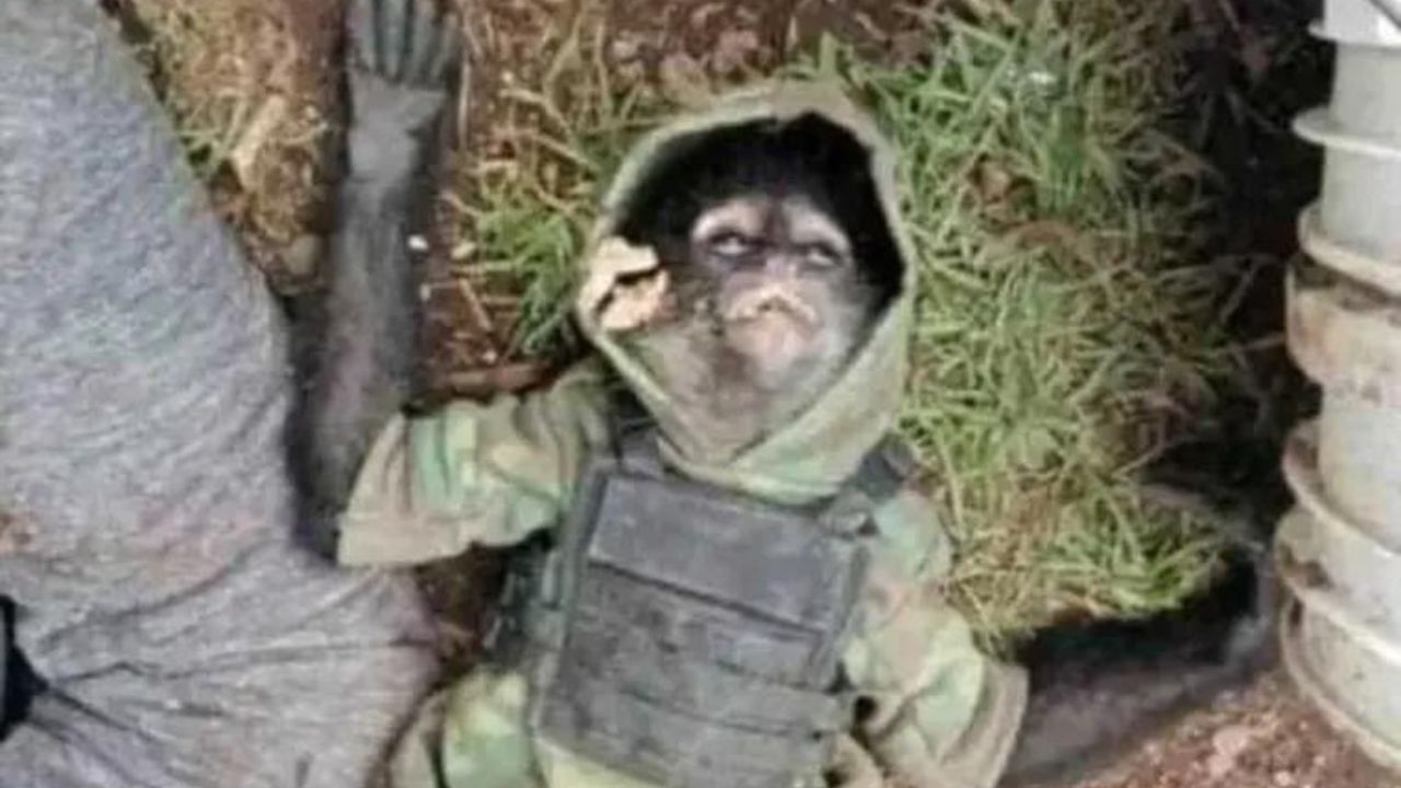 Mono con chaleco antibalas muere junto a supuesto sicario en sangriento tiroteo contra narcos