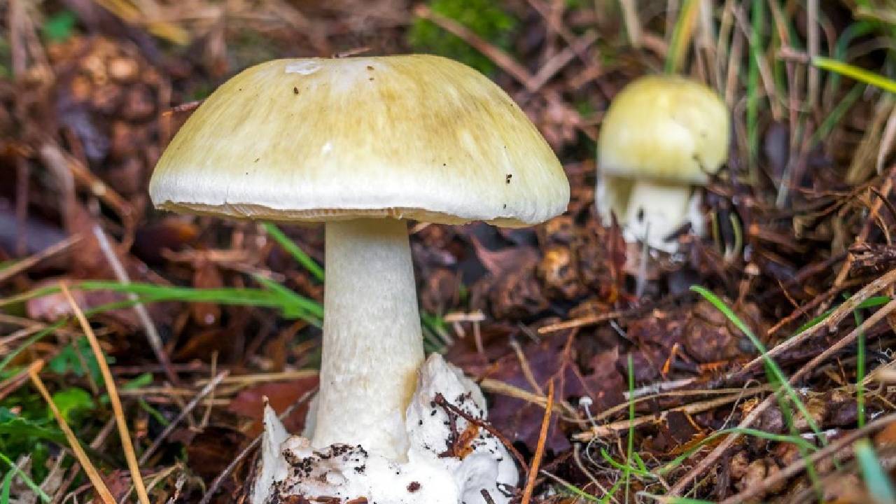 Mueren tres hermanitos tras comer hongos venenosos, otra niña está delicada en el hospital