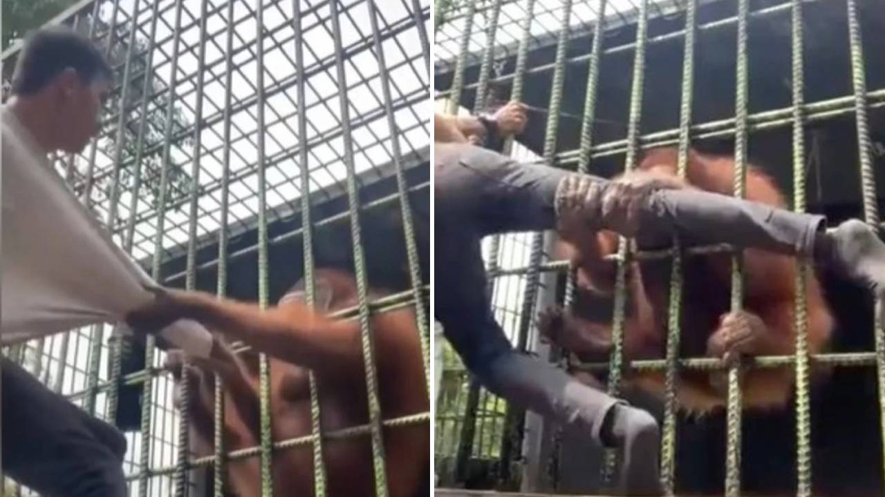 Vídeo: Aterrador momento vivió un hombre cuando un orangután le jaló las piernas