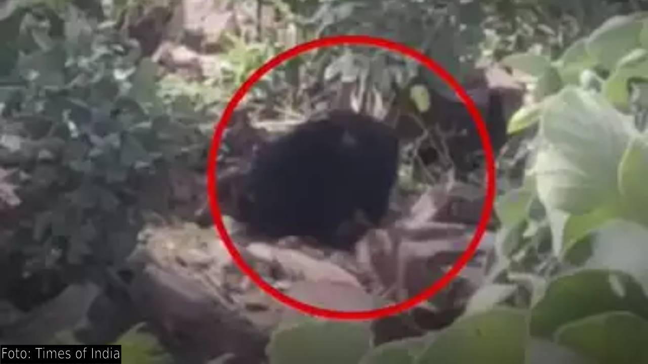 Oso mató a una pareja en India y pasó cuatro horas devorándose sus cuerpos