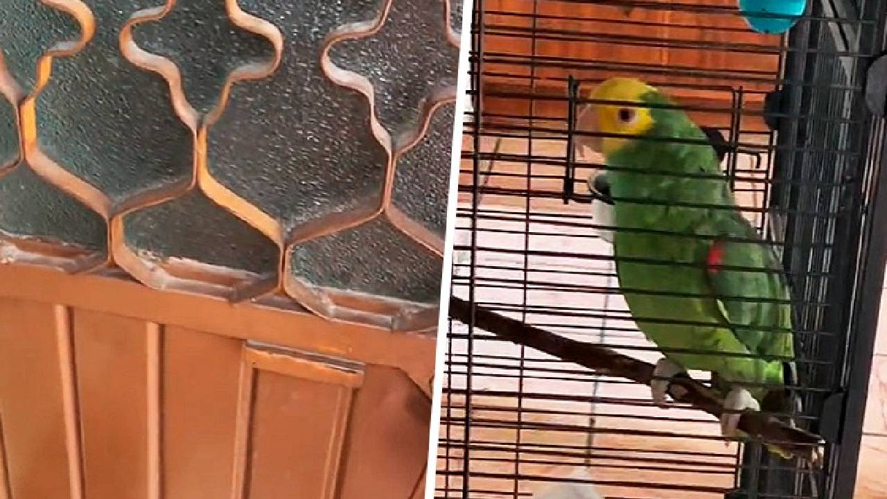 '¡Ahí voy!', perico jugó una travesura a Testigos de Jehová a su llegada a una casa donde sólo él estaba