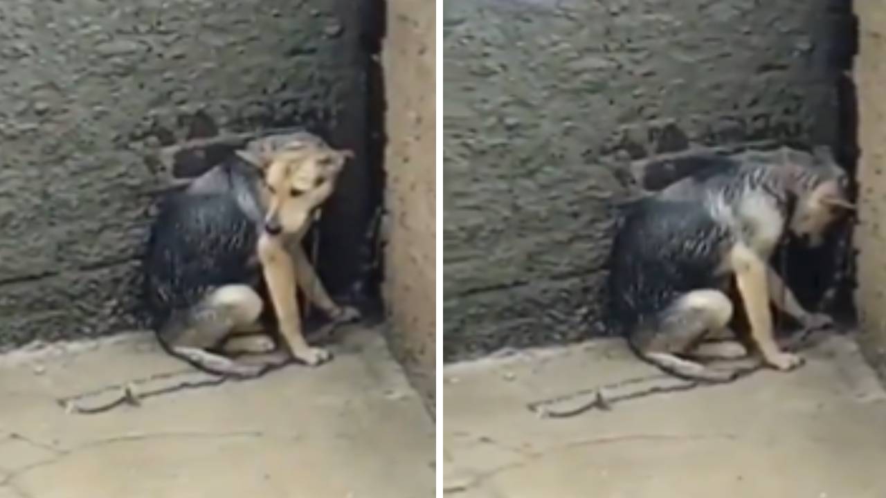 Conmoción por vídeo de una perrita amarrada en una azotea, sufriendo bajo la lluvia