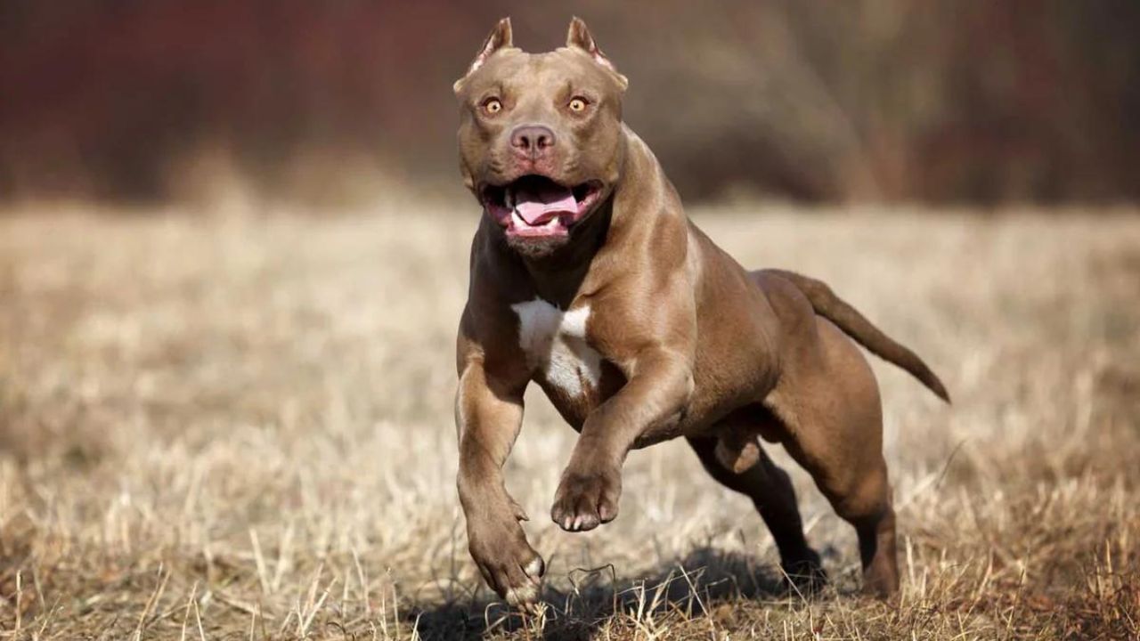 Madre muere de un infarto al ver que su hijo era perseguido por un pitbull