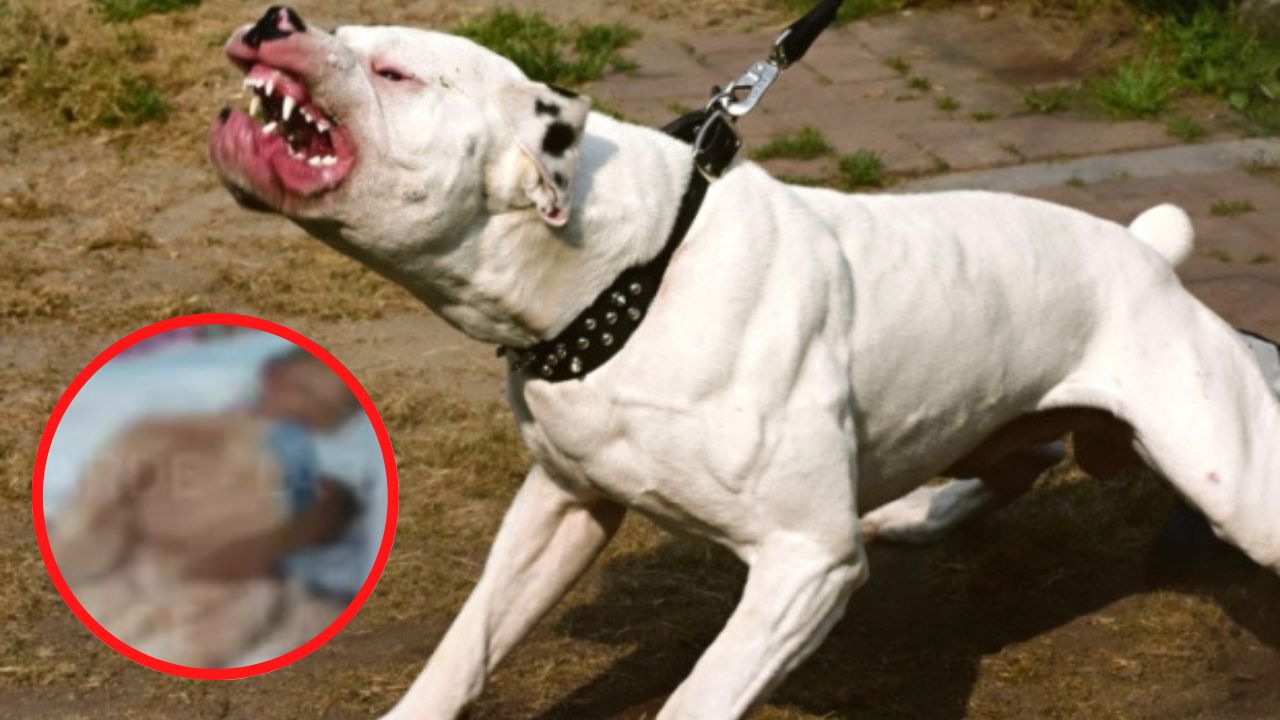Pitbull ataca a niño de 5 años; le destroza parte de su cara y cabeza en Roatán