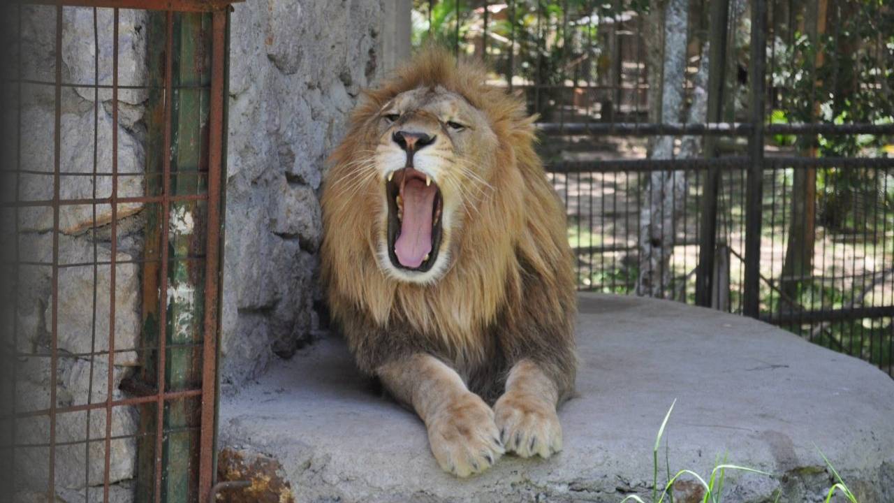 ¿Se prohibirá visitar a Simba, el león que atacó a hondureño en el zoológico de El Picacho?