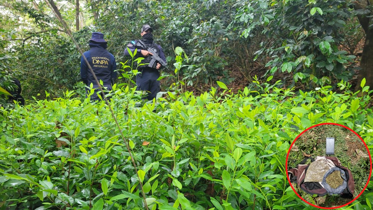 Ubican un vivero con 10 mil plantas de presunta hoja de coca en Yoro