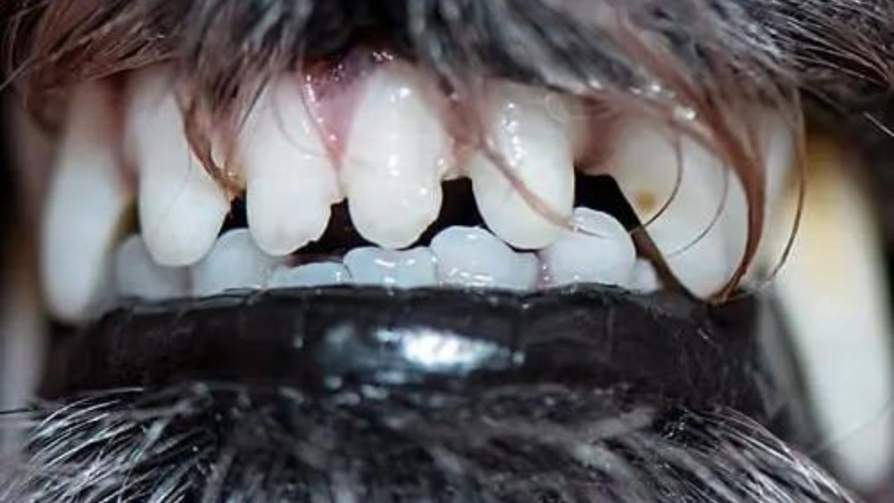 ‘Creí que era carne picada’, el cruel relato del dueño de perros que se devoraron a un bebé