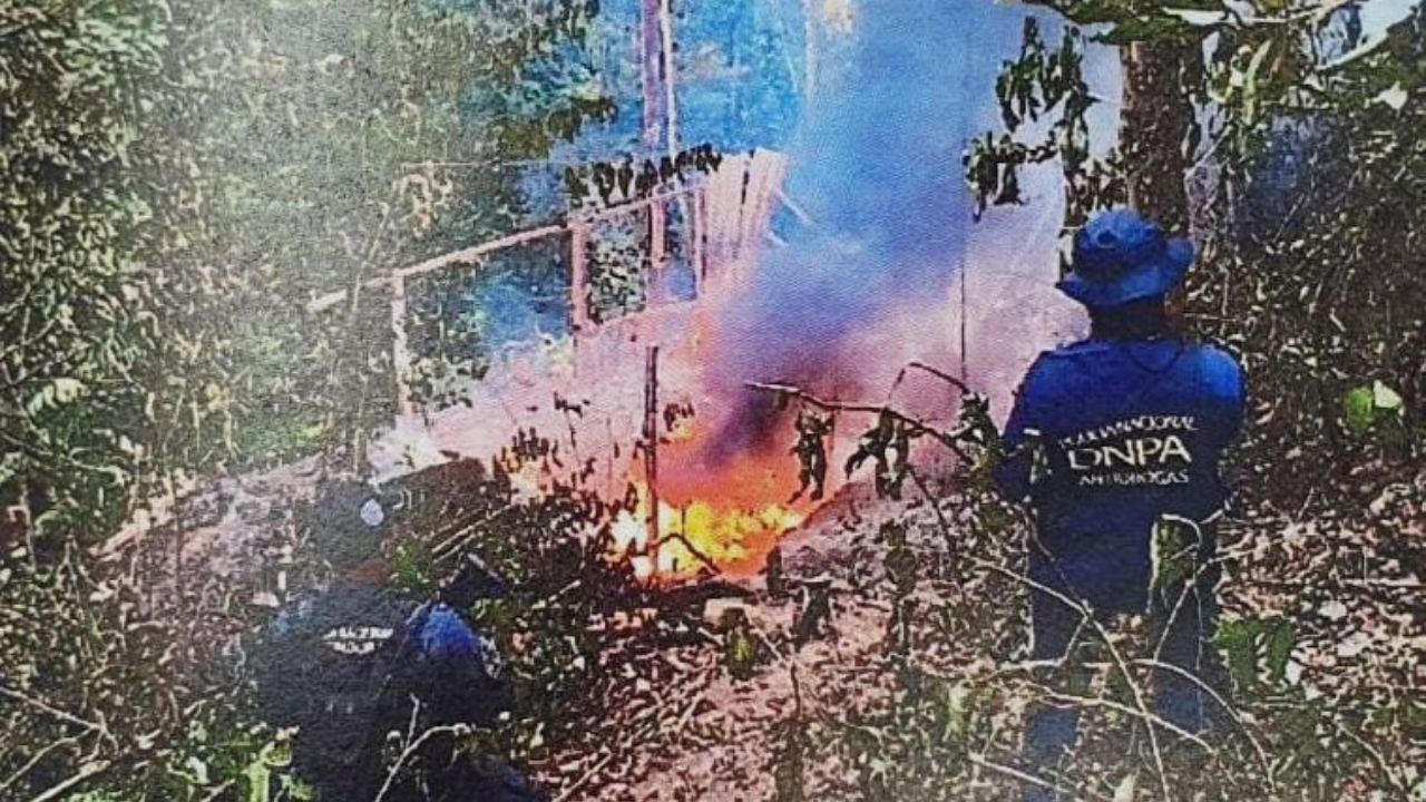 Condenan a 11 años a 5 hombres detenidos con 86 mil plantas de coca en Colón