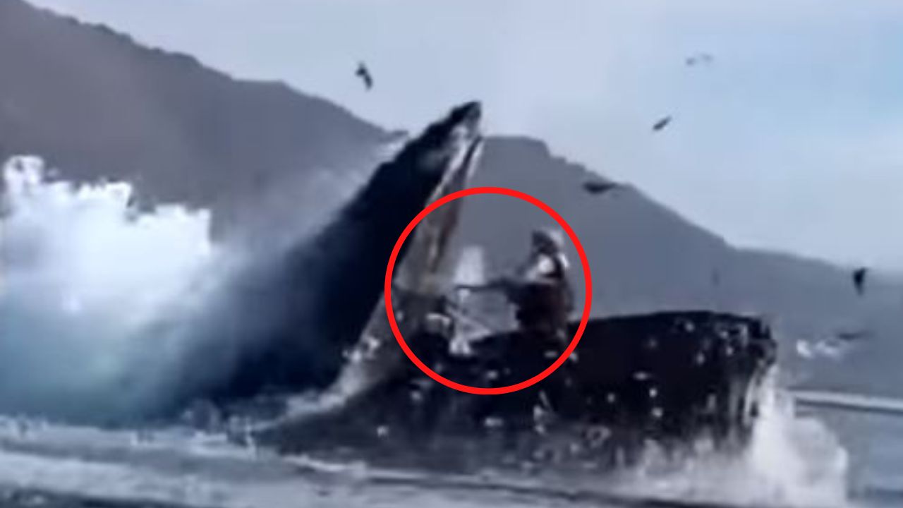 Impactante vídeo: Ballena jorobada se traga a dos mujeres y luego las expulsa con vida