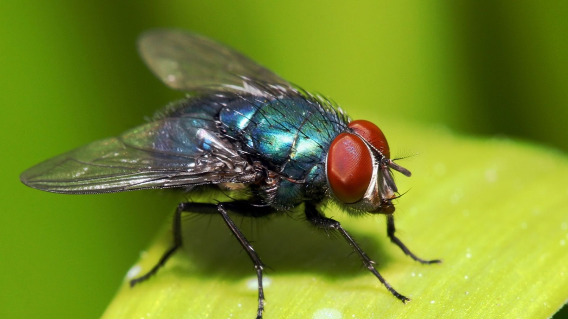 "Secuestran" el cerebro de una mosca y manipulan sus neuronas para controlar sus movimientos