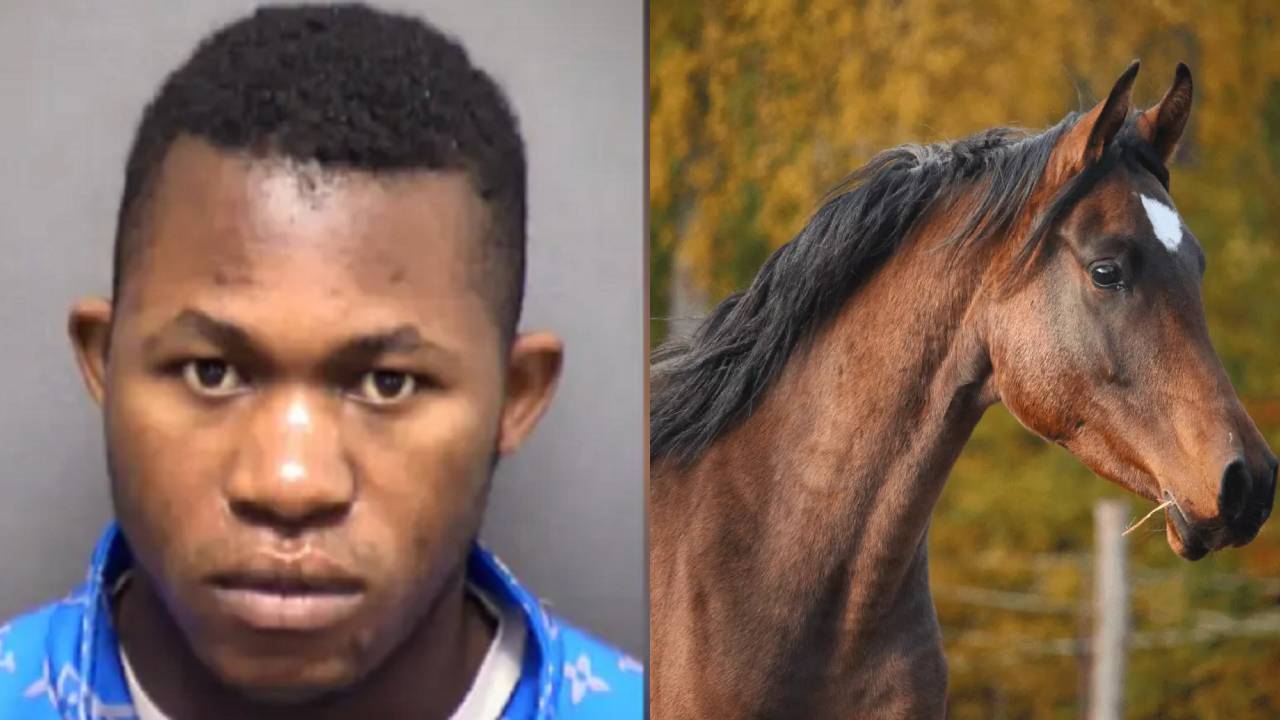 Hombre que tenía relaciones sexuales con caballos es condenado a 10 años de prisión