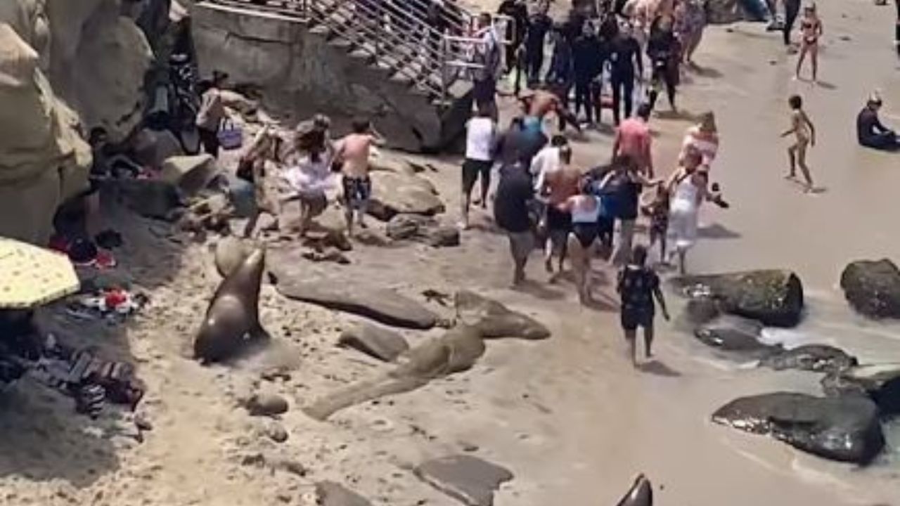¿Peligrosos? Leones marinos persiguieron a bañistas en playa de California