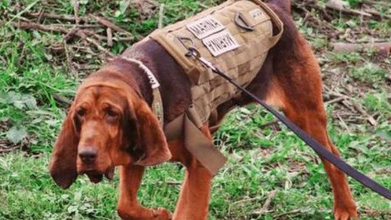 Así es Max, el perro que encontró a Caro Quintero el más buscado por la DEA