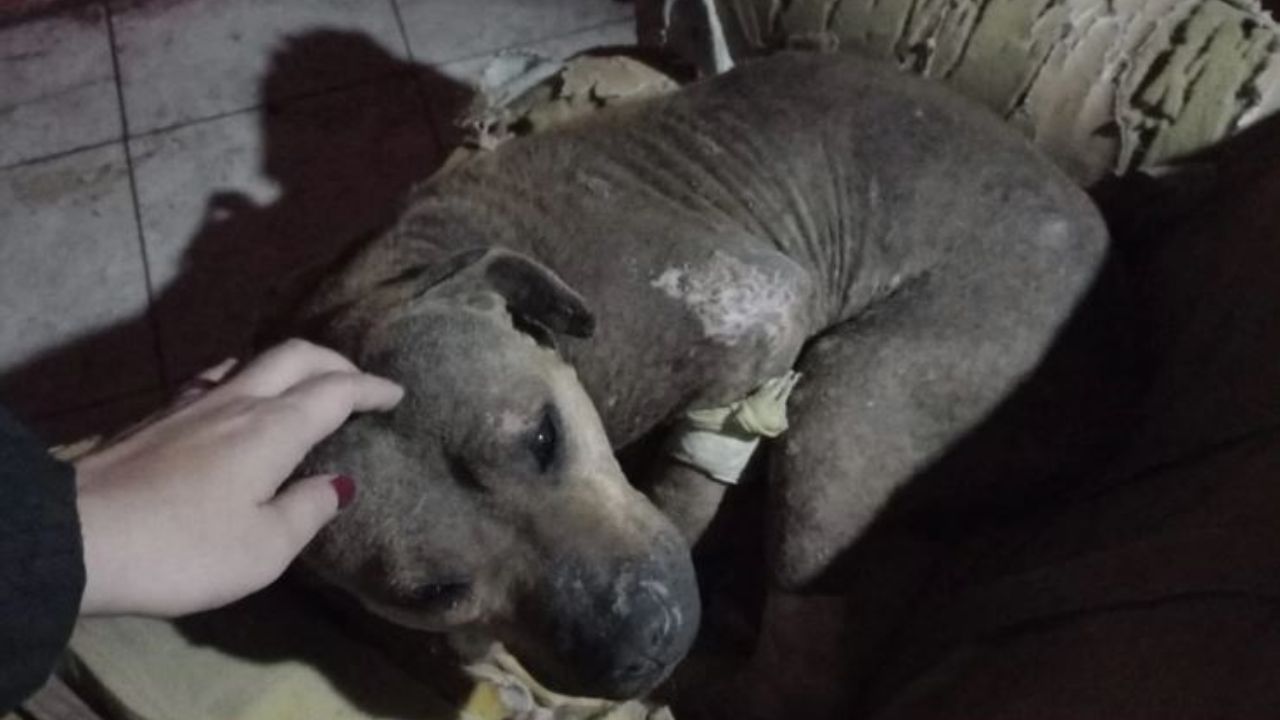 'Tenía agujas clavadas y las uñas arrancadas', perrita fue torturada en ritual satánico