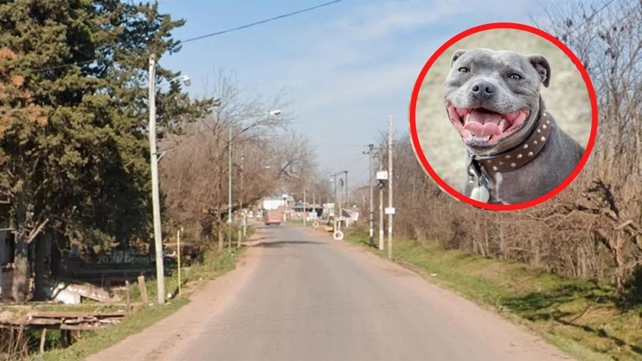 Vecinos matan a dueña de pitbull tras que este les matara a su perro
