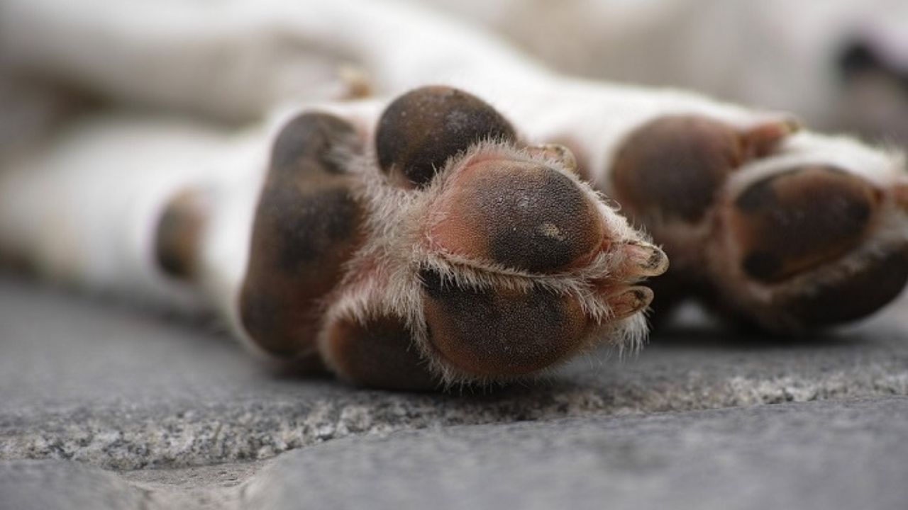 Al menos 25 perros han muerto envenenados en Valle de Ángeles, denuncia rescatista