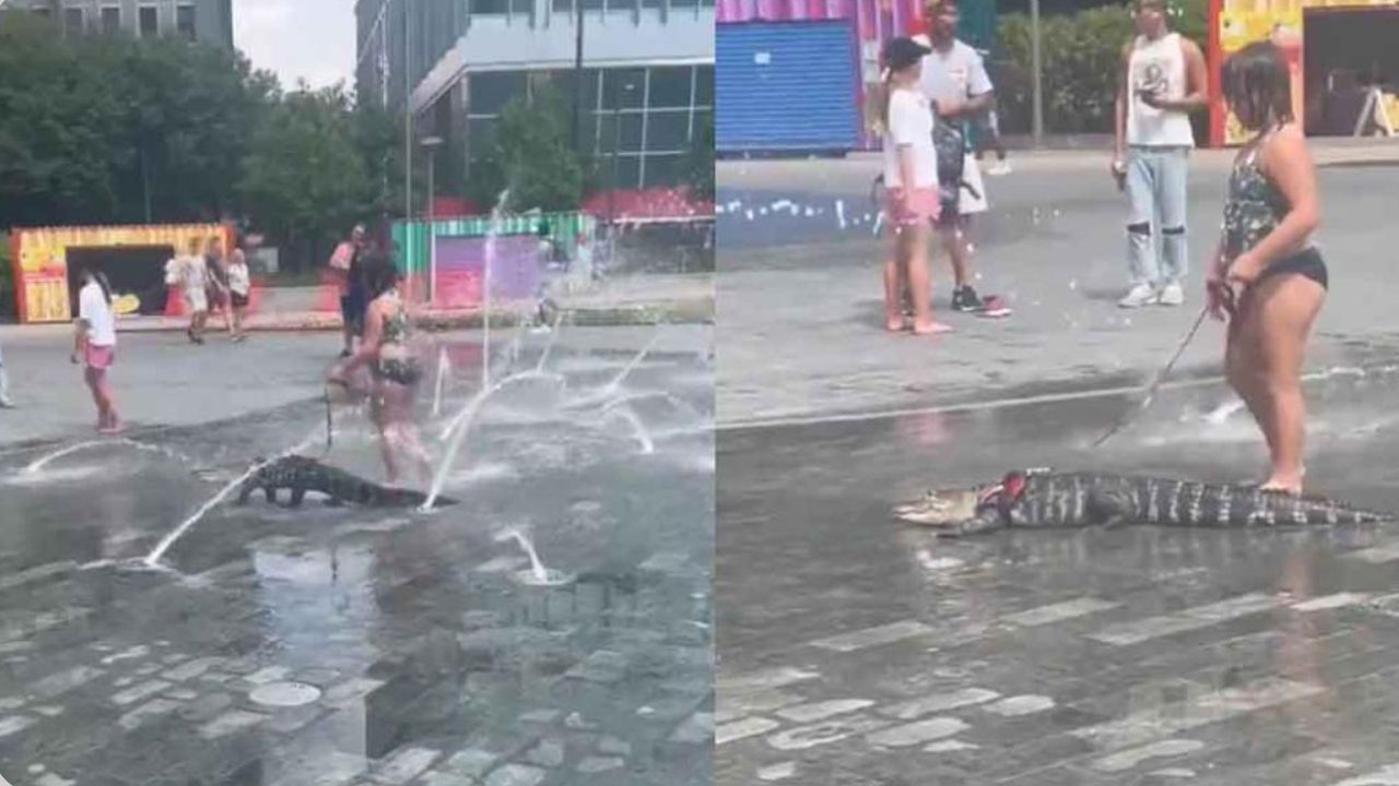 Vídeo: Niña pasea a caimán como si fuera su mascota en un parque de Pensilvania