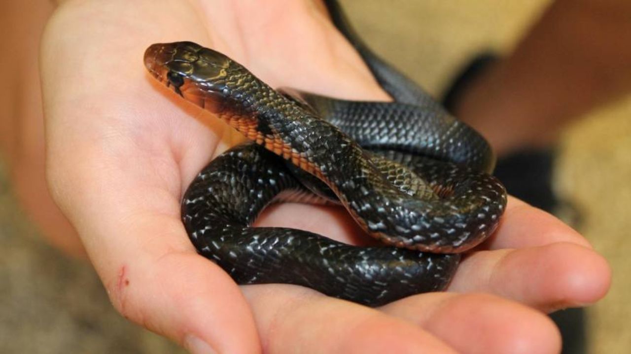 Niña de 2 años fue mordida por una serpiente de 50 centímetros, la pequeña le devolvió el mordisco y la mató