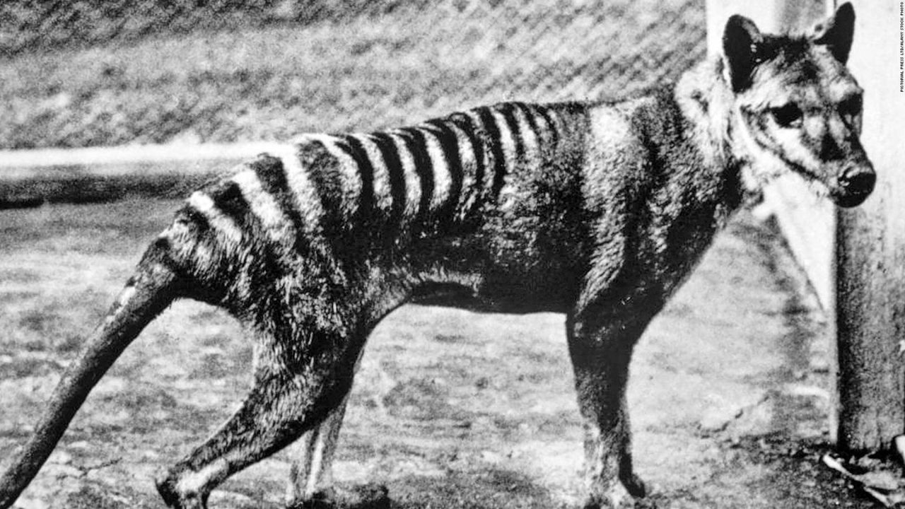 Buscan 'resucitar' al tigre de Tasmania, especie que se extinguió hace 86 años
