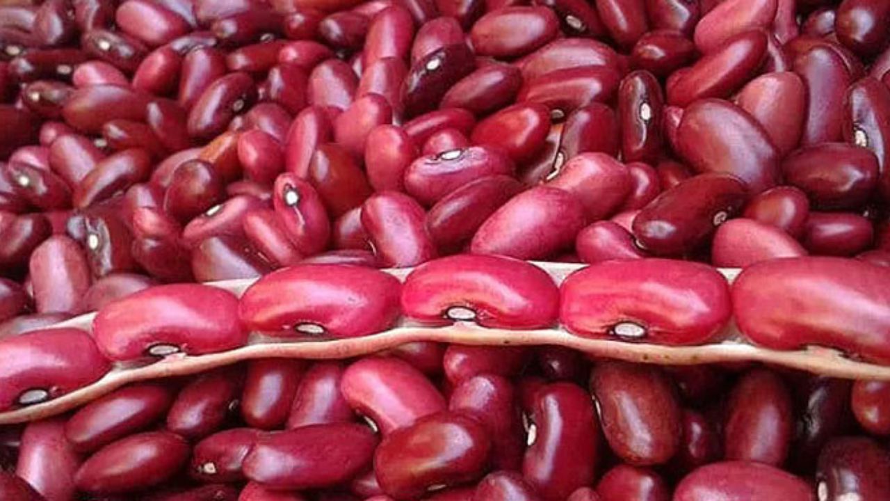 Cadena del frijol de Honduras pide se defina el precio de garantía