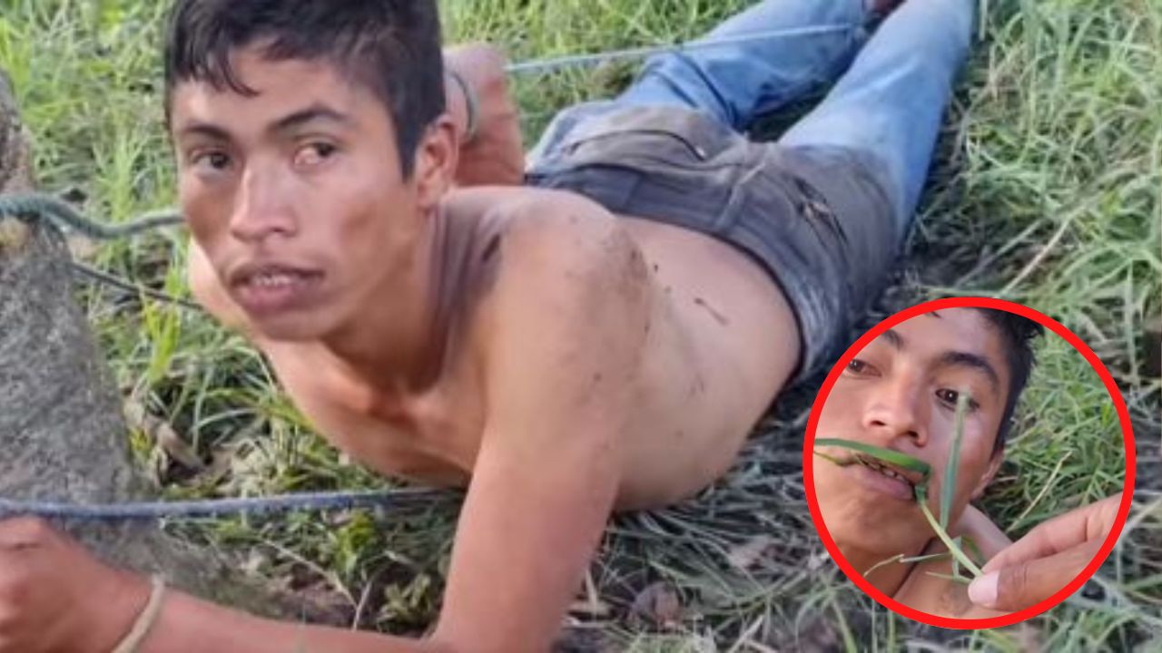 A hondureño 'se le metió el espíritu de la bestia': actúa como caballo, come pasto y está amarrado a un árbol