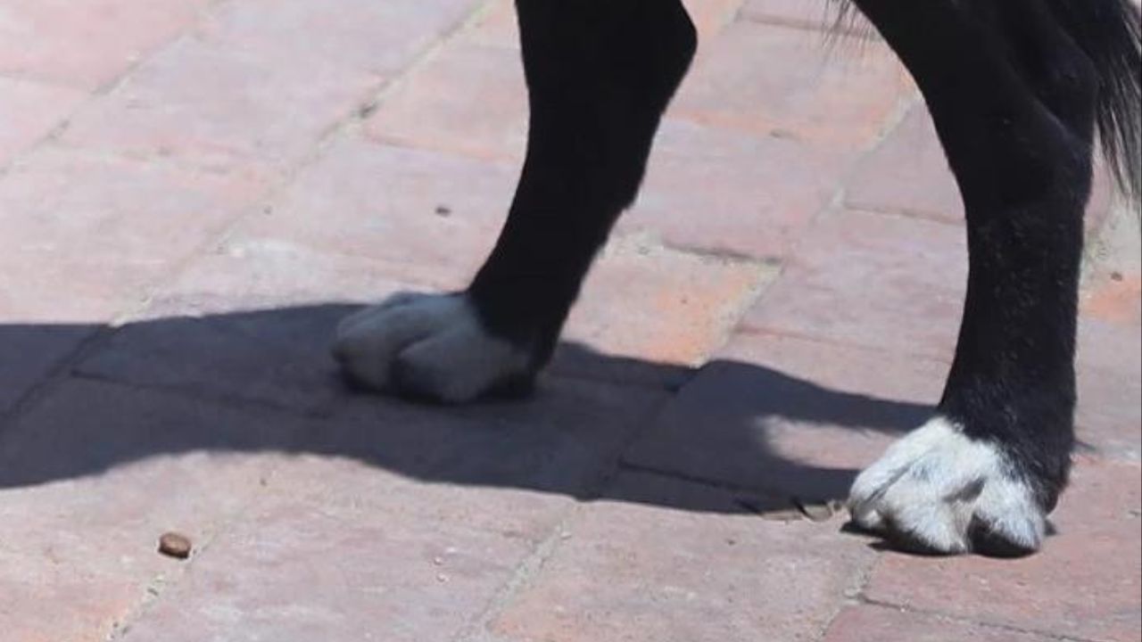 ¡Aberrante! mujer obligó a hijastro a sostener relaciones con un perro por está razón