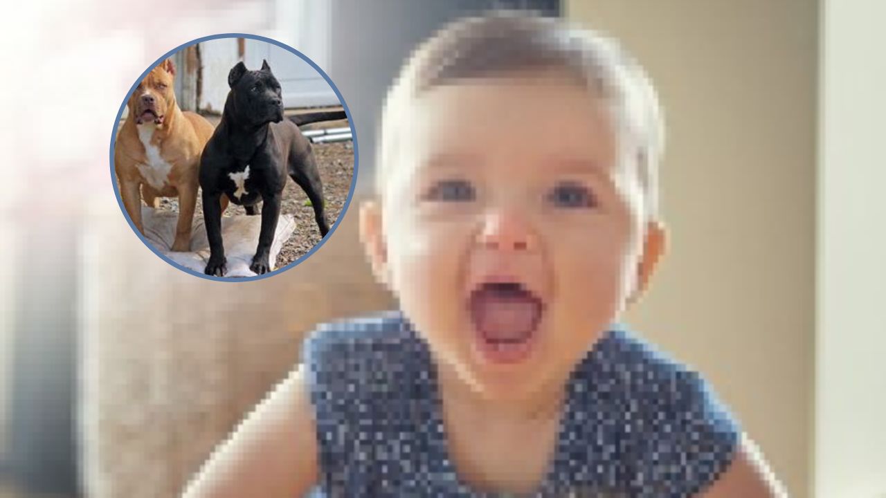 Niña de un año en estado crítico tras feroces mordidas de dos perros en Filadelfia
