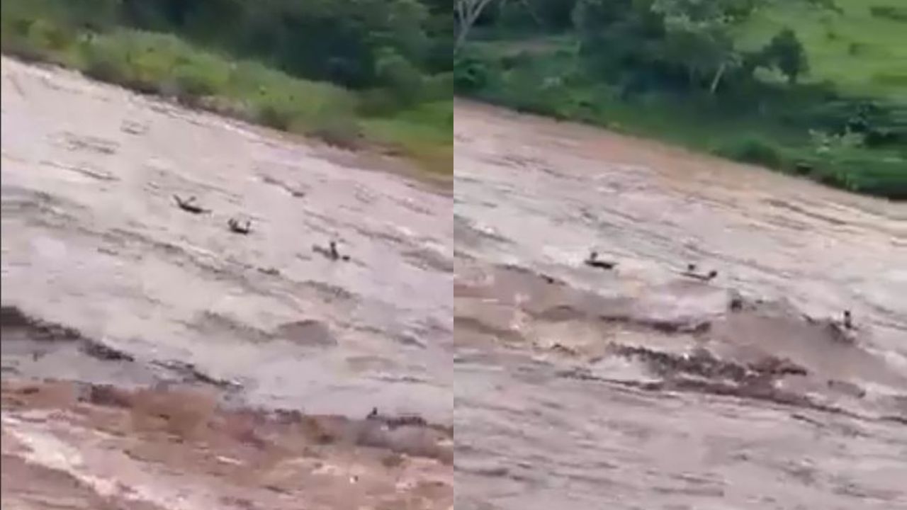 Imagen de Jóvenes desafiaron las aguas del río Ulúa navegando sobre neumáticos en plena alerta roja