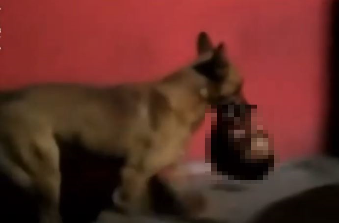 Imagen de cuerpo de nota