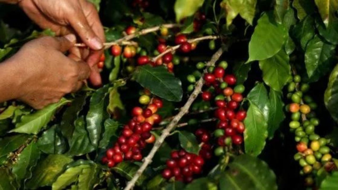 Aumentar mano de obra, reto de Honduras al iniciar cosecha de café 2022-2023