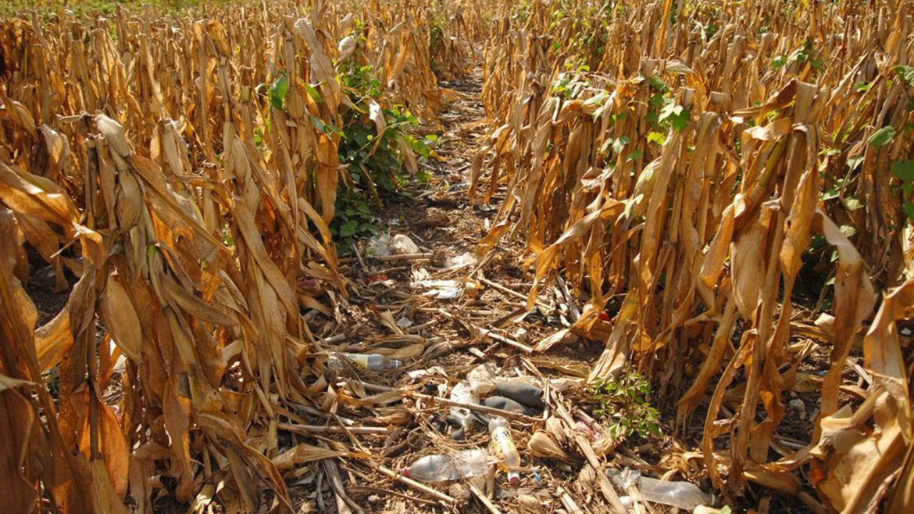 Editorial HRN: Especulación, desabastecimiento, crisis alimentaria y riesgo de hambruna