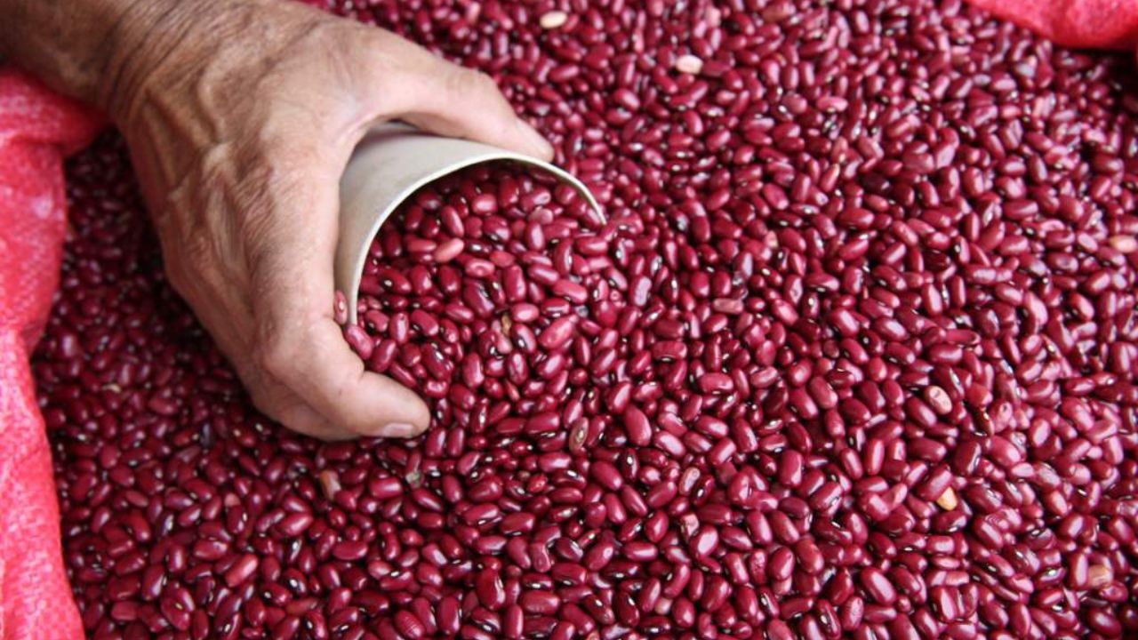 No hay frijol en Honduras, asegura la Cadena del grano básico