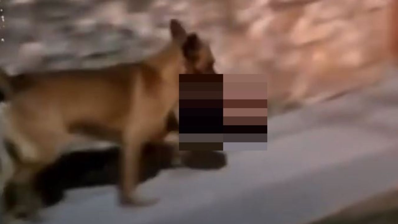 Con una cabeza humana en el hocico, así fue captado un perro mientras camina por la calle