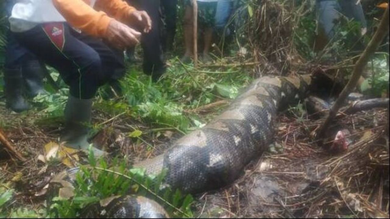 Se había reportado como desaparecida y fue encontrada en el estómago de una serpiente
