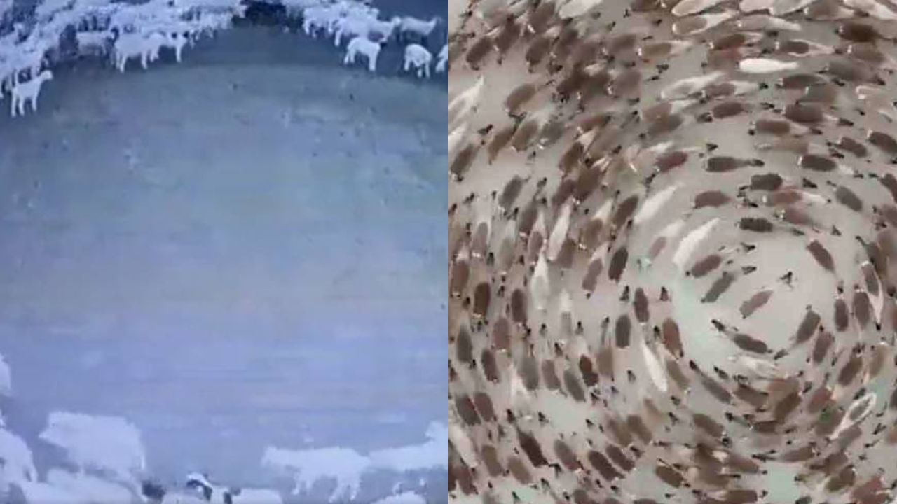 ¿Por qué caminan animales en círculo perfecto? , está sería la sorprendente y triste causa