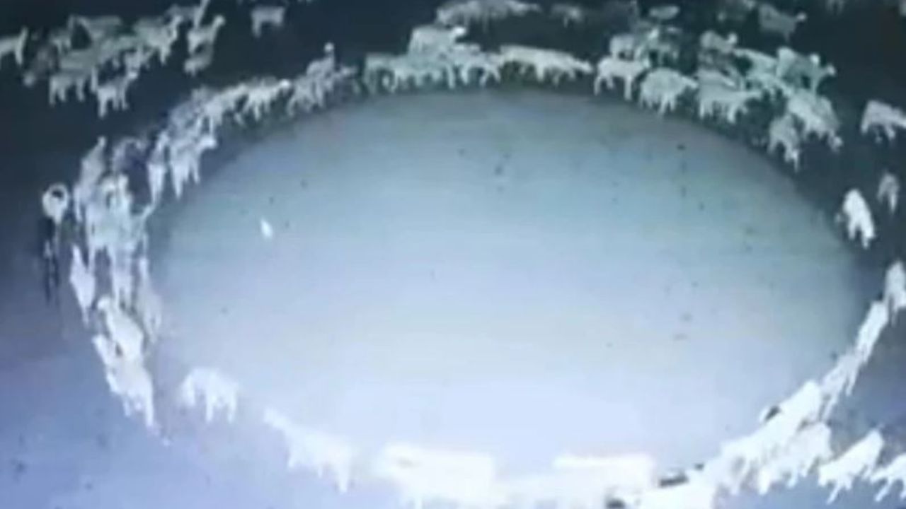 El misterio de las ovejas que caminaron en círculo durante 12 días en China