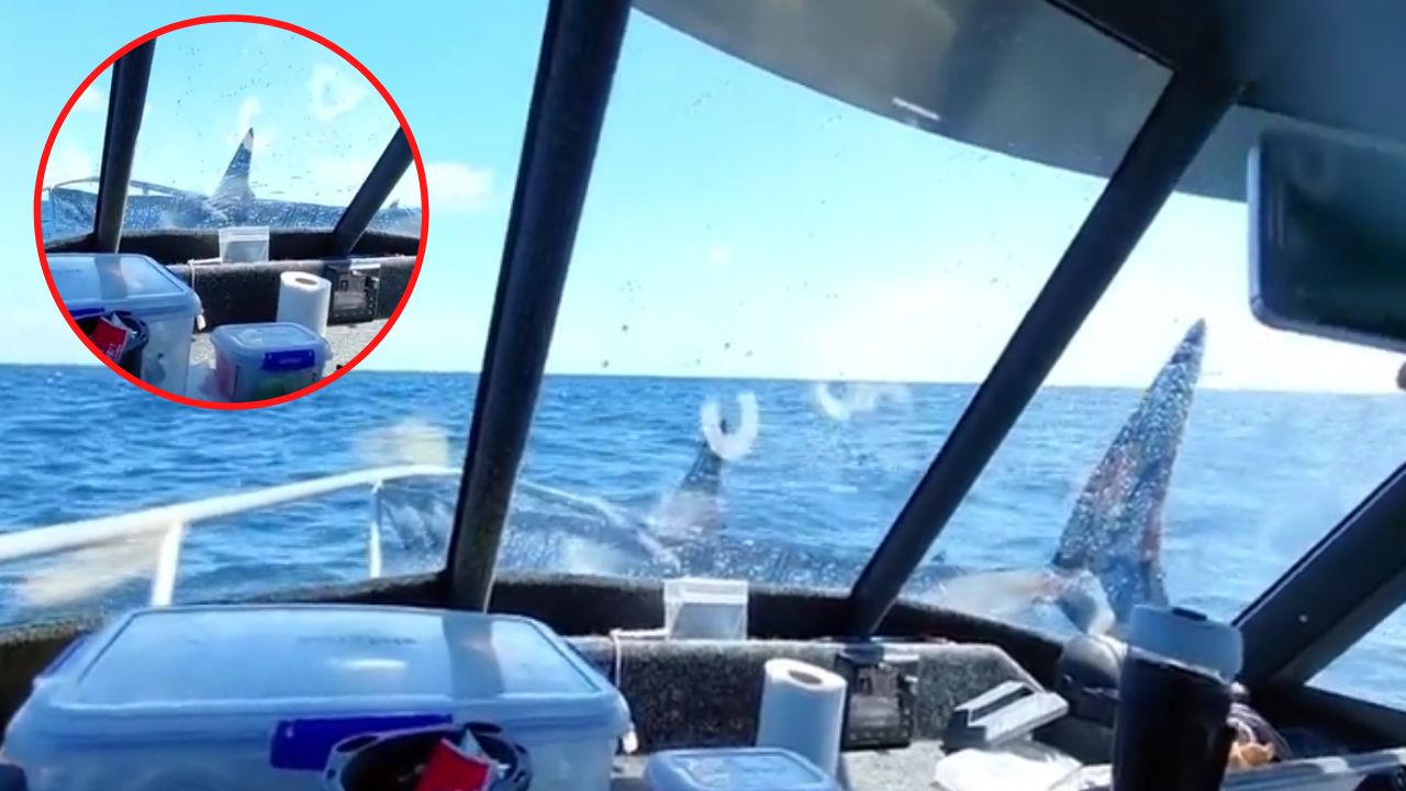 Video| ¡Terror en el mar! Un enorme tiburón saltó sobre un barco