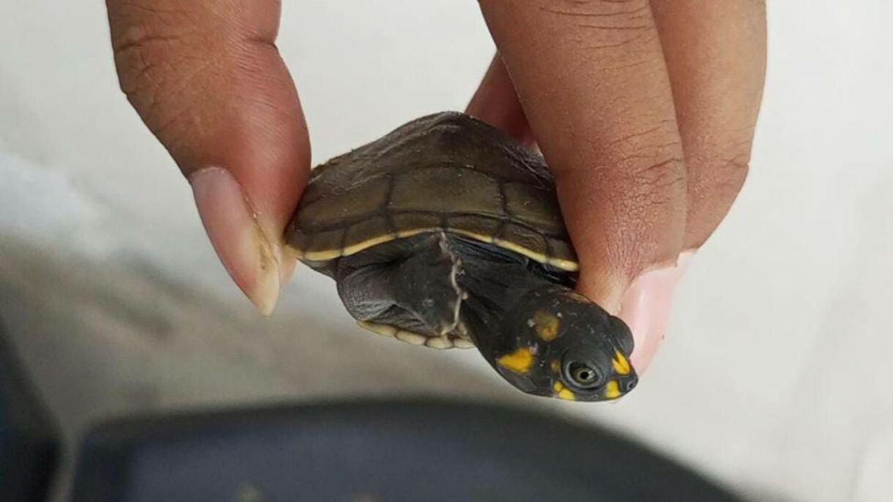 Condenan a pareja por comercializar tortugas amenazadas