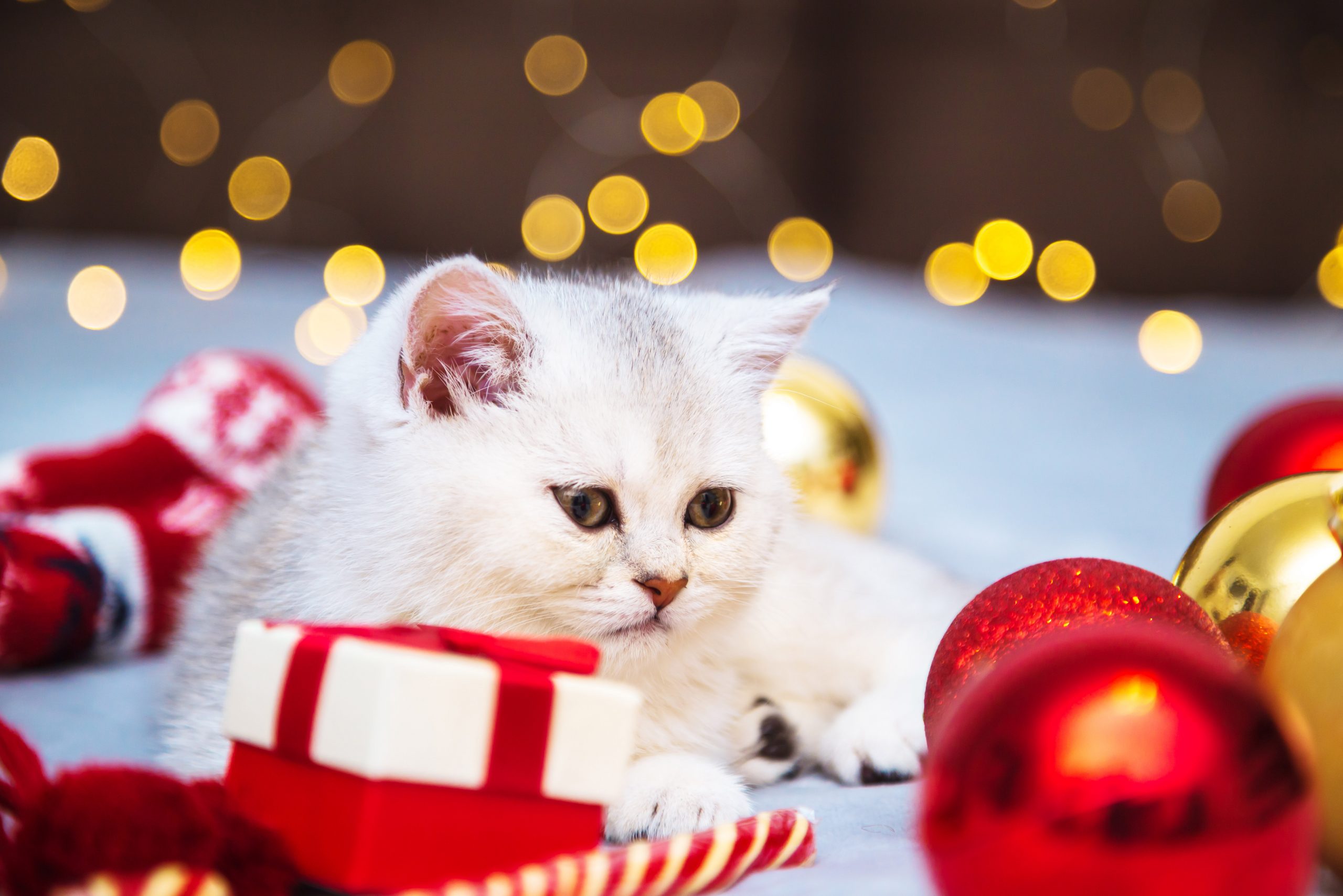 Imagen de cuerpo de nota