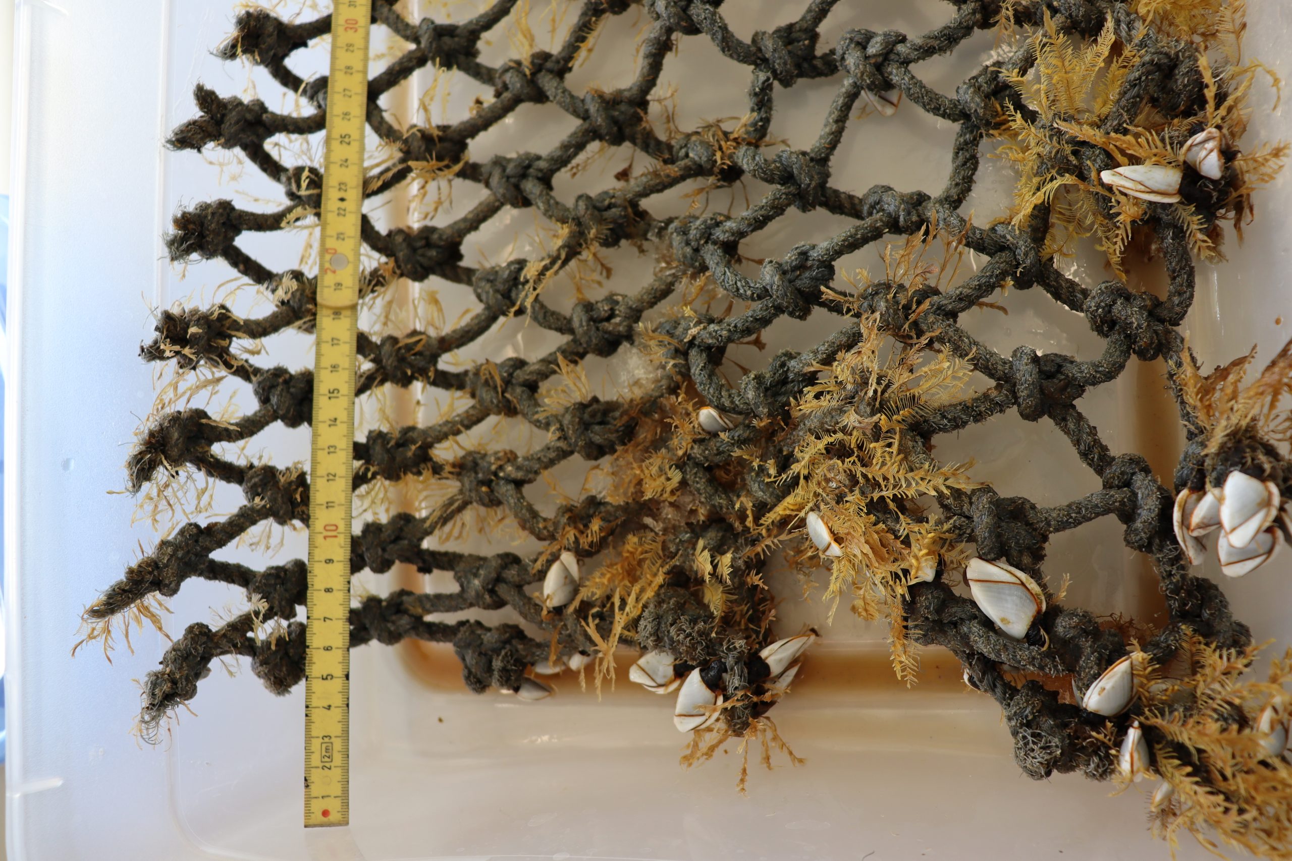 Imagen de cuerpo de nota