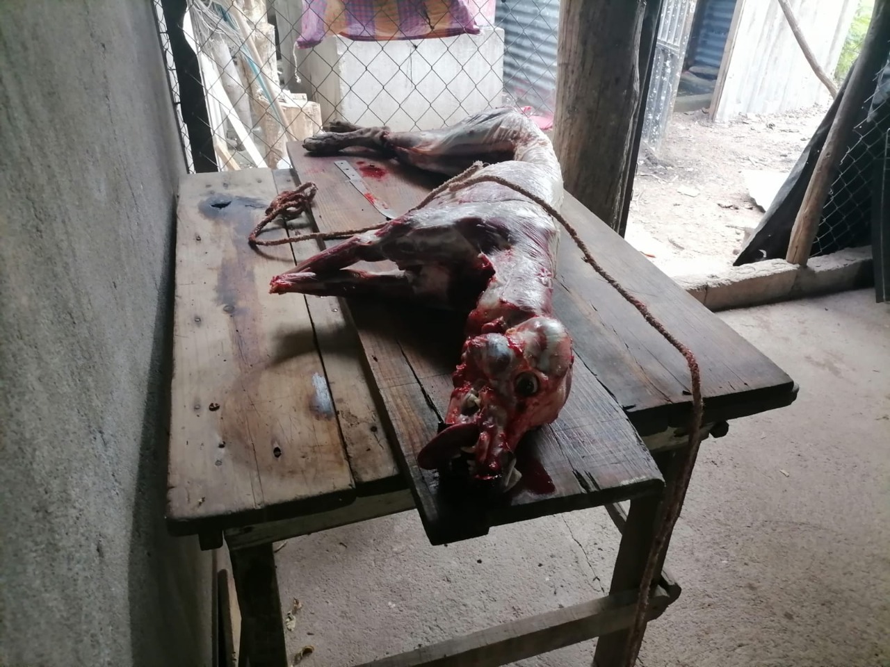 Imagen de cuerpo de nota