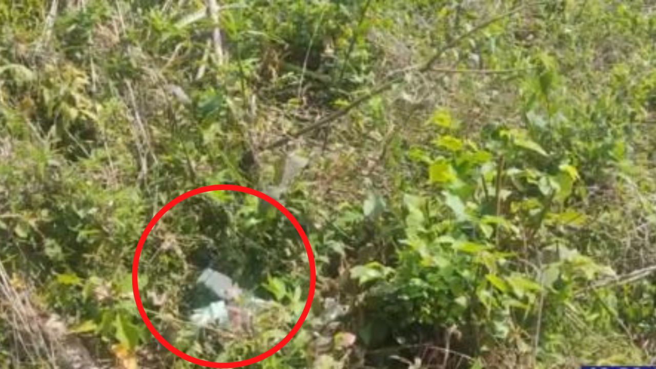 Abandonan a recién nacido en solar baldío de Danlí: fue devorado por los zopilotes