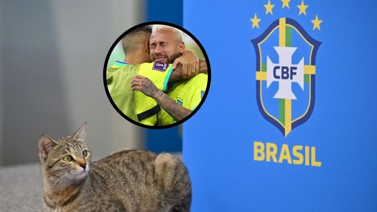 Brasil eliminado de Qatar 2022, ¿se cumplió la 'maldición del gato'?