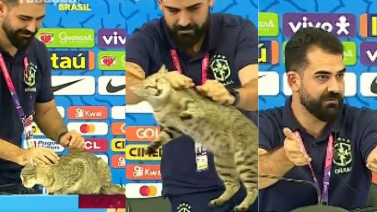 Qatar 2022: un gato 'invade' conferencia de Brasil y jefe de prensa lo tira de la mesa