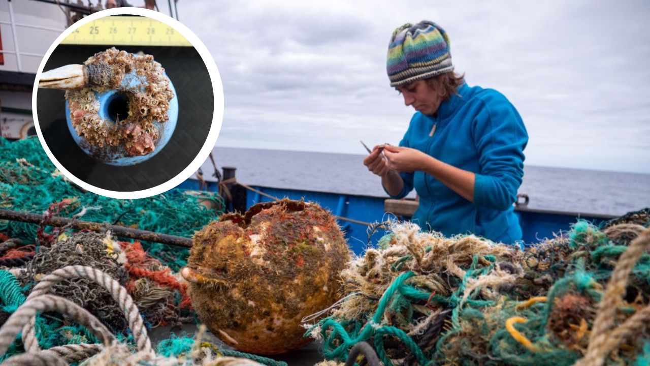 Islas de plástico llenas de vida están matando la tierra