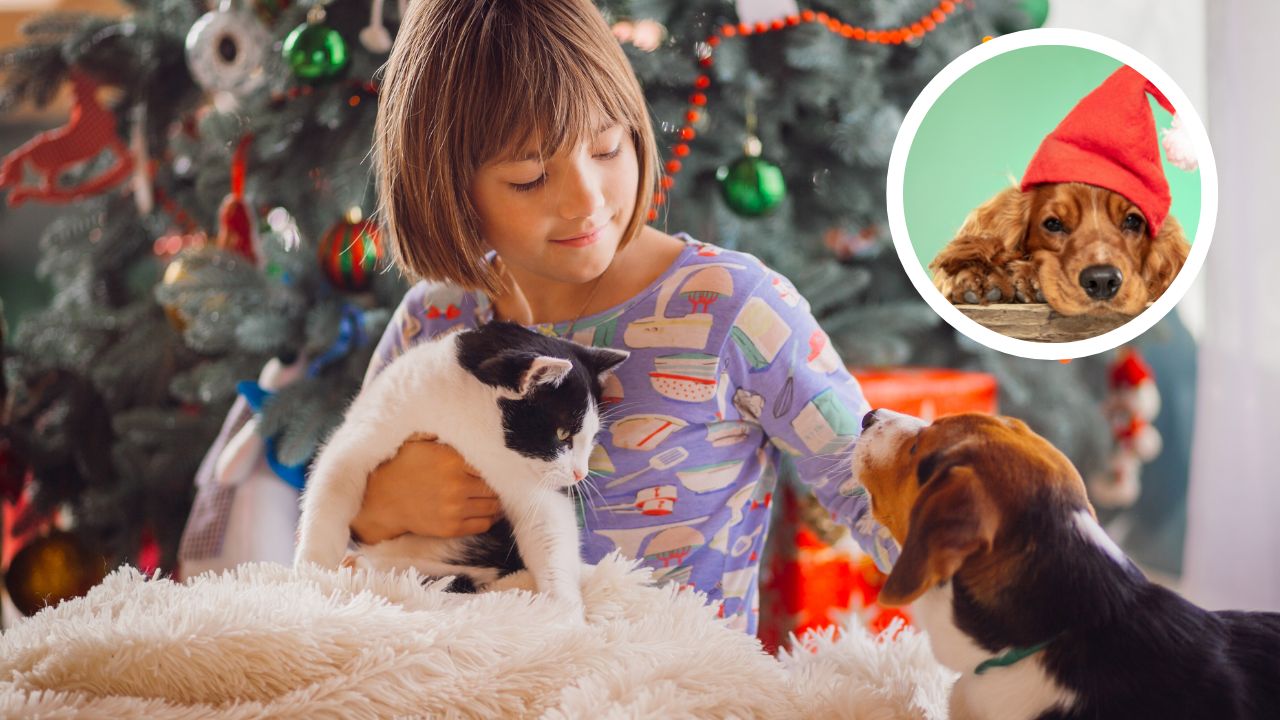 Las mascotas también merecen disfrutar las fiestas, aquí las recomendaciones