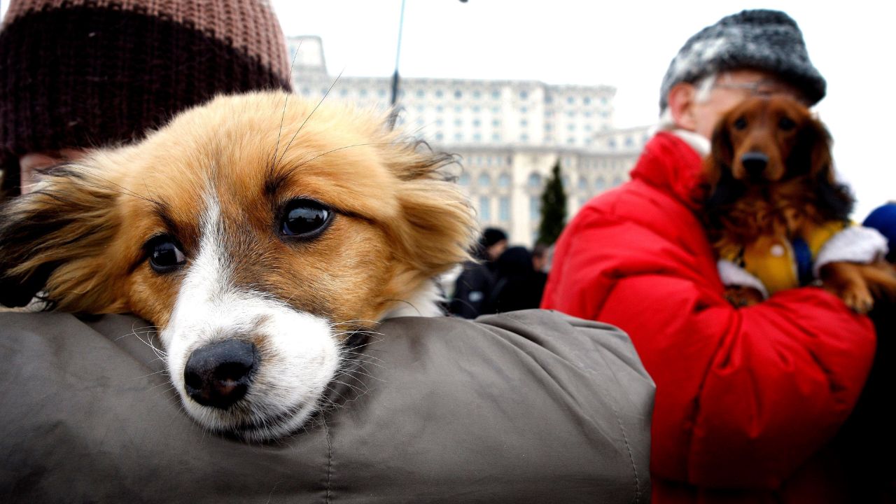 Perros: estas son las 12 razas más inteligentes, según experto