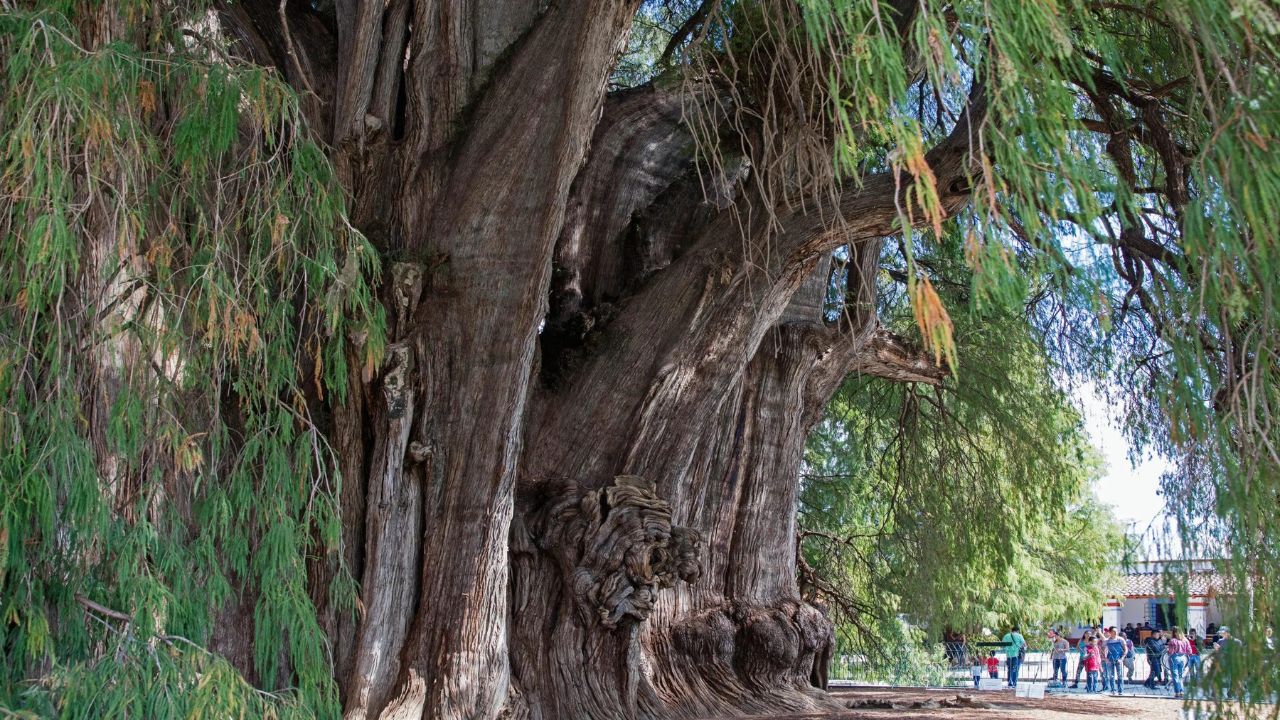 Aparece rostro de Jesús en un árbol de 4 metros y así reaccionó el joven que lo descubrió